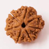 6 face rudraksha